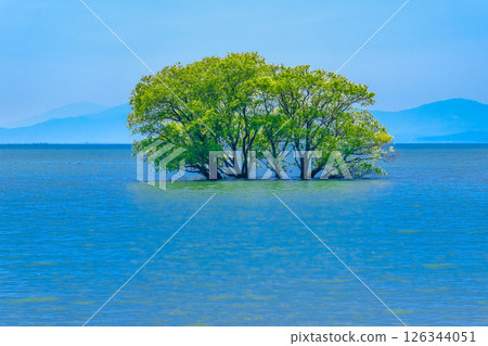 The submerged forest of Lake Biwa, where fresh greenery shines 126344051