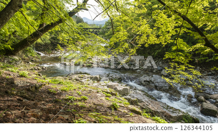 Sparkling new greenery in Okutsu Valley Sparkling new greenery in Okutsu Valley 126344105