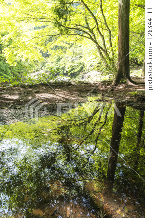 奧津溪谷新綠綻放 126344111