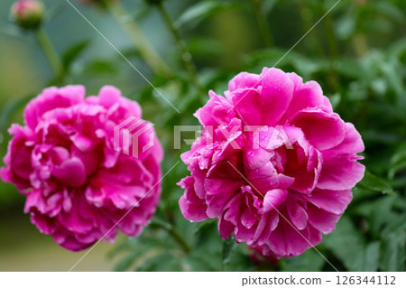 Deep pink peony flower Deep pink peony flower 126344112