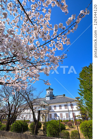 【長野縣】松本市：舊開智學校與盛開的櫻花在春天蔚藍的天空下 126344120