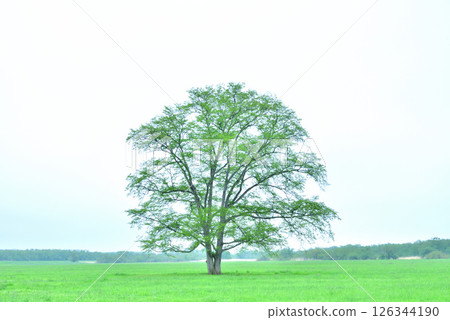 日本榆樹，北海道影像景觀，北海道豐公頃町，十勝地區 126344190