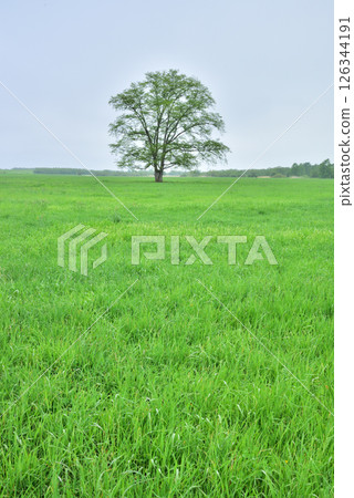 Japanese elm tree, Hokkaido image landscape, Toyokoro Town, Hokkaido, Tokachi region 126344191