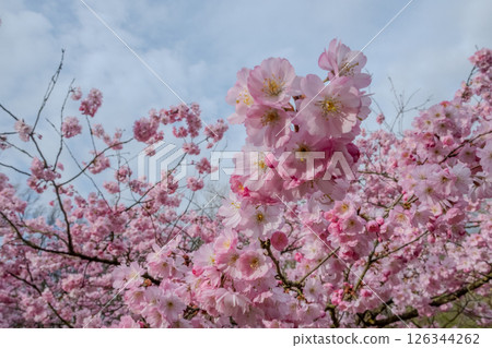 A Stunning Cherry Blossom Tree Fully Bloomed, Gracefully Displayed Against a Clear Blue Sky A Stunning Cherry Blossom Tree Fully Bloomed, Gracefully Displayed Against a Clear Blue Sky 126344262