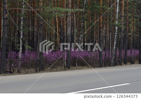 Beautiful spring landscape of flowering bush of purple Daurian Rhododendron in the forest along the asphalt road. Beautiful spring landscape of flowering bush of purple Daurian Rhododendron in the forest along the asphalt road. 126344373
