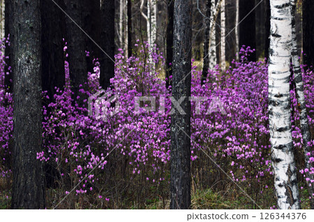 Beautiful spring landscape with pink flowers of Daurian Rhododendron in the forest and pine trees 126344376