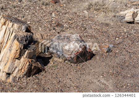 Petrified wood logs on desert ground in Petrified Forest National Park Arizona Petrified wood logs on desert ground in Petrified Forest National Park Arizona 126344401