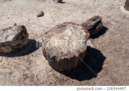 Petrified wood logs on desert ground in Petrified Forest National Park Arizona 126344407