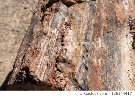 Petrified wood logs on desert ground in Petrified Forest National Park Arizona 126344417