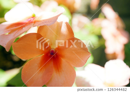 Petunia Petunia 126344482
