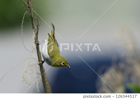 A cute Japanese white-eye looking down A cute Japanese white-eye looking down 126344517