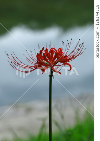 A cluster amaryllis blooming in satoyama A cluster amaryllis blooming in satoyama 126344518