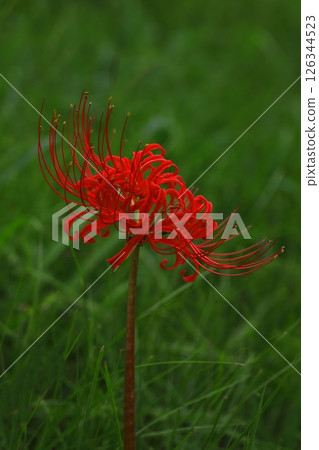 red spider lily red spider lily 126344523