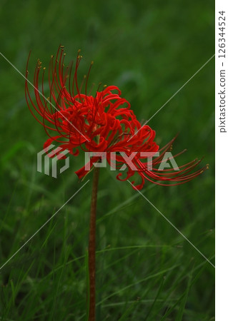 red spider lily 126344524