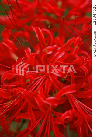 鮮豔的紅色花朵 鮮豔的紅色花朵 126344526