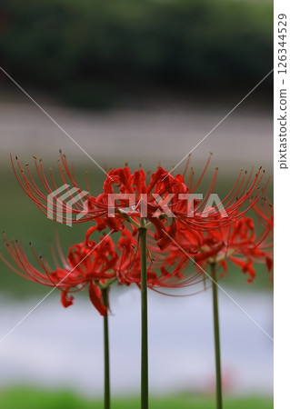 red spider lily 126344529