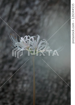 White cluster amaryllis White cluster amaryllis 126344535
