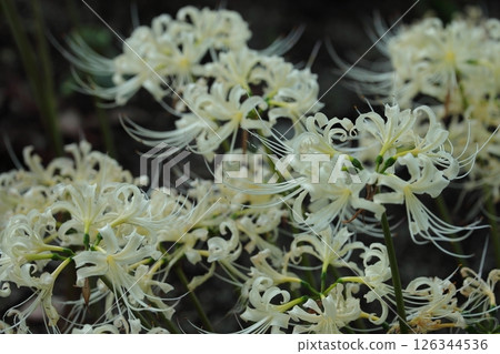 White cluster amaryllis 126344536