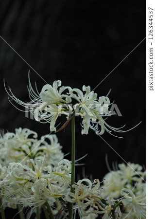 White cluster amaryllis White cluster amaryllis 126344537