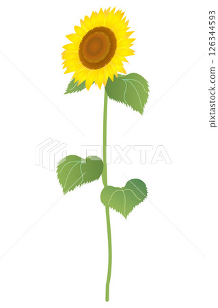 向日葵花(帶莖)|向量插圖素材 向日葵花(帶莖)|向量插圖素材 126344593