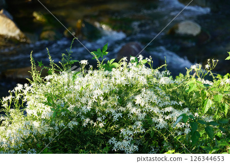 White wildflowers blooming on the roadside 126344653