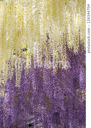 Expo Memorial Park Wisteria Festival Expo Memorial Park Wisteria Festival 126344704