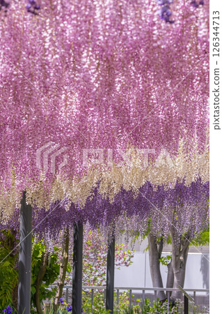Expo Memorial Park Wisteria Festival Expo Memorial Park Wisteria Festival 126344713