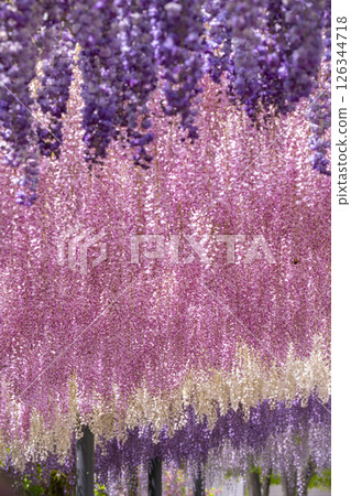 Expo Memorial Park Wisteria Festival 126344718