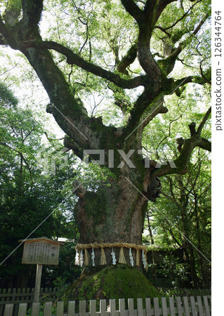 Aichi Prefecture, Atsuta Shrine's Great Camphor Tree 126344764