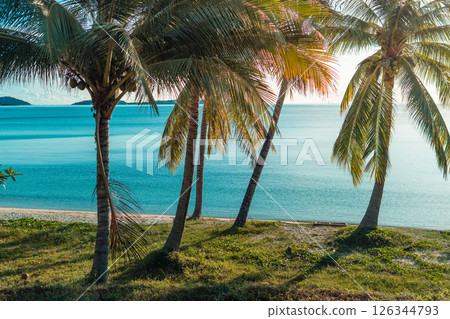 tropical beach with coconut palm trees 126344793