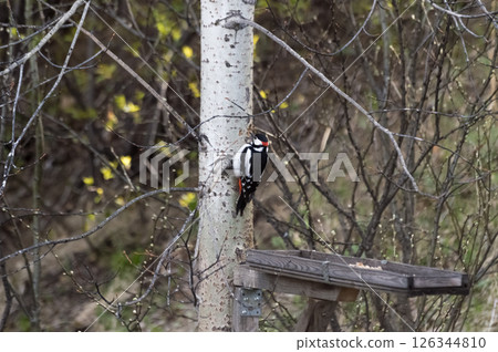 Great Spotted Woodpecker (lat. Dendrocopos major) near a wooden bird feeder in the forest. Sits on an aspen trunk. Photo project Birds of Eastern Siberia. 126344810