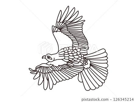 Hawk line drawing 126345214