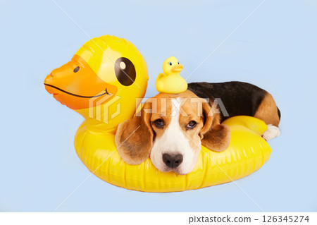 A beagle dog is lying on an inflatable floating circle A beagle dog is lying on an inflatable floating circle 126345274