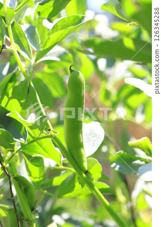 大型蠶豆果實 大型蠶豆果實 126345288