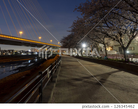 Night view of cherry blossom trees and the river Night view of cherry blossom trees and the river 126345462