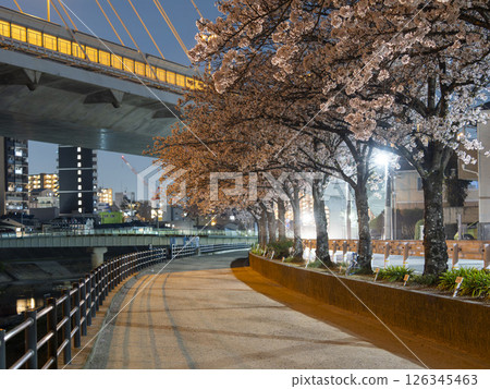 Night view of cherry blossom trees and the river 126345463