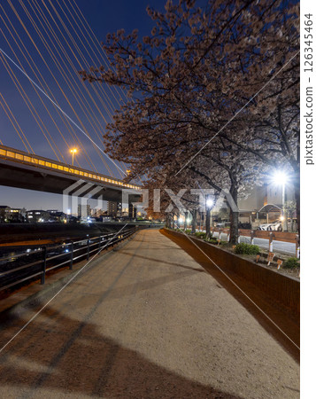 櫻花樹和河流的夜景 126345464