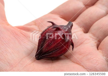 Roselle for hibiscus tea in the palm of a hand 126345500