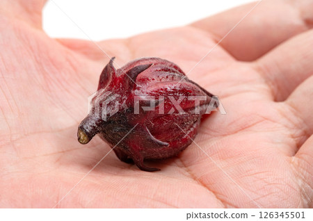 洛神花茶在手掌中 126345501