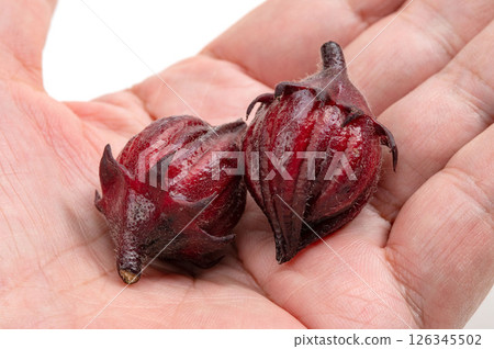 Roselle for hibiscus tea in the palm of a hand Roselle for hibiscus tea in the palm of a hand 126345502