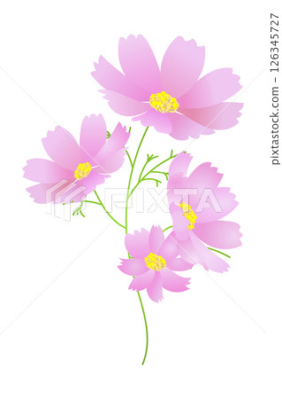 粉紅波斯菊（1朵花）|向量插圖素材 126345727