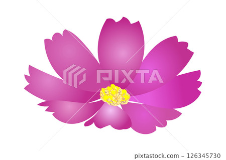 紅色波斯菊（特寫）|向量插圖素材 126345730