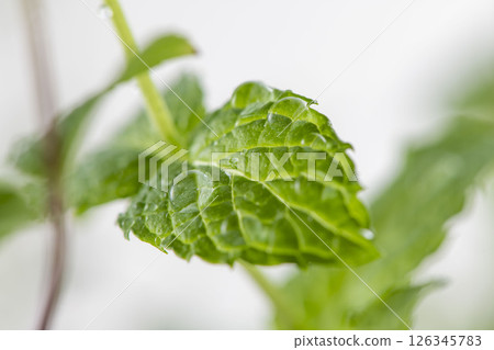 薄荷葉 126345783