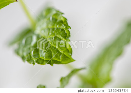 薄荷葉 126345784