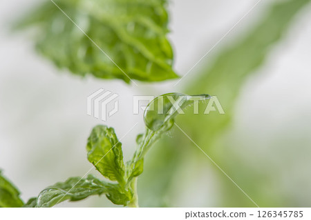 薄荷葉 126345785