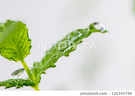 薄荷葉 126345789