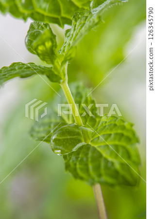 薄荷葉 126345790