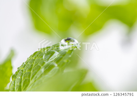 薄荷葉 126345791