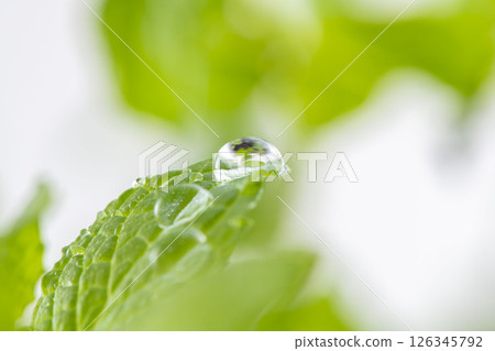 薄荷葉 126345792