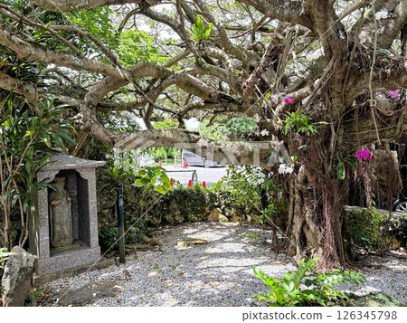 寺廟入口處盛開的粉紅色花朵，榕樹下的佛像 126345798